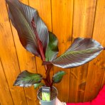 Banánovník červený (Ensete ventricosum) ‘MAURELII’ -  výška 50-60 cm, kont. C1,5L